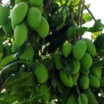 20374249_871068669709869_8374539753359613024_n