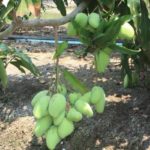 20374756_871068699709866_1960357406459794930_n